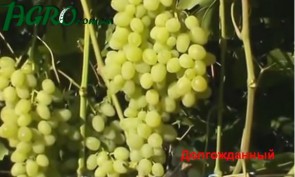1agro.com.ua