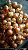 1agro.com.ua