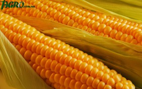 1agro.com.ua