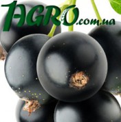 1agro.com.ua