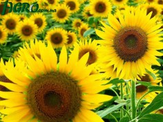 1agro.com.ua