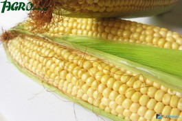 1agro.com.ua