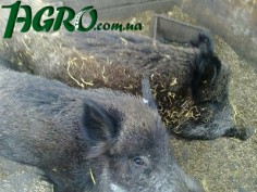 1agro.com.ua