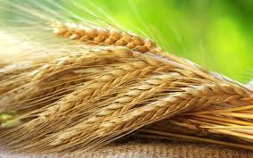 1agro.com.ua