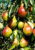 1agro.com.ua