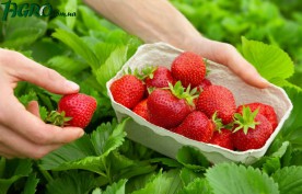 1agro.com.ua