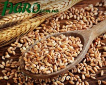 1agro.com.ua