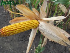 1agro.com.ua