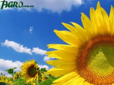 1agro.com.ua