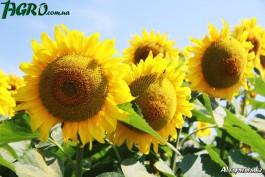 1agro.com.ua