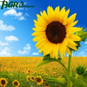 1agro.com.ua