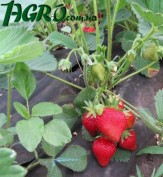 1agro.com.ua