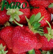 1agro.com.ua