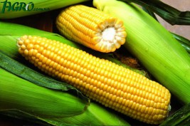 1agro.com.ua