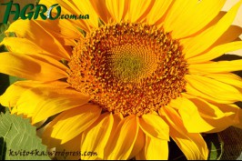 1agro.com.ua