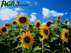 1agro.com.ua
