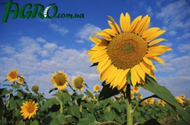 1agro.com.ua