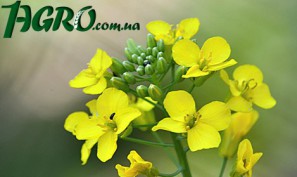 1agro.com.ua