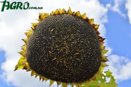 1agro.com.ua