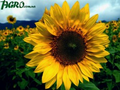 1agro.com.ua