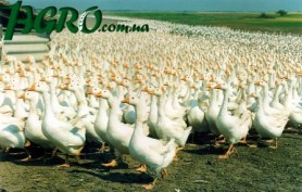 1agro.com.ua