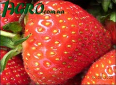1agro.com.ua