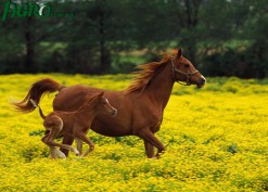 1agro.com.ua