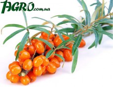 1agro.com.ua