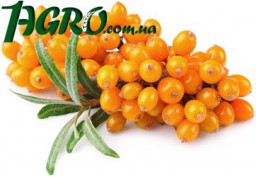 1agro.com.ua