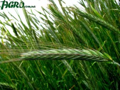1agro.com.ua
