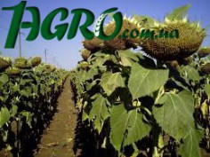 1agro.com.ua