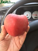 1agro.com.ua