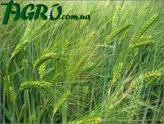 1agro.com.ua