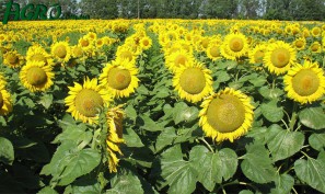 1agro.com.ua