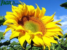 1agro.com.ua