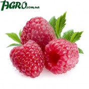 1agro.com.ua