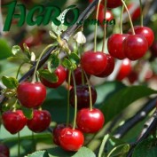 1agro.com.ua