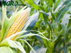 1agro.com.ua