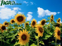 1agro.com.ua