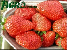 1agro.com.ua