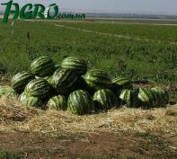 1agro.com.ua