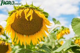 1agro.com.ua