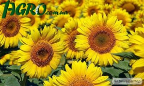 1agro.com.ua