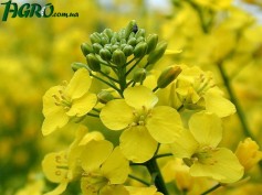 1agro.com.ua