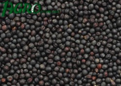 1agro.com.ua