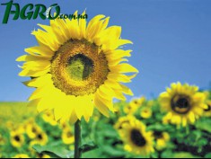 1agro.com.ua