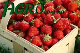 1agro.com.ua
