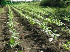 1agro.com.ua