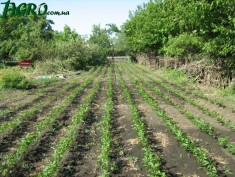 1agro.com.ua