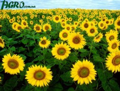 1agro.com.ua